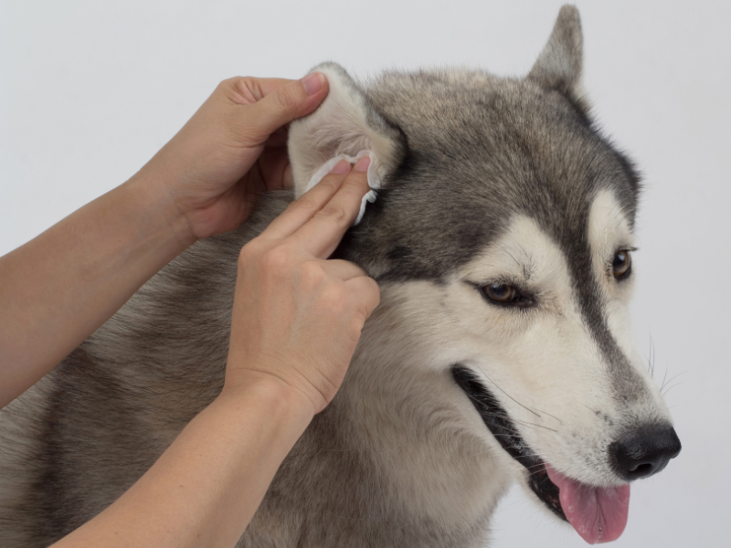 Picture of person using wipe on huskies ear 