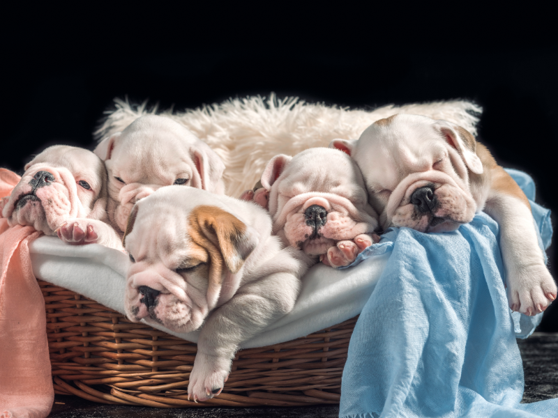 Picture of litter of bulldog puppies 