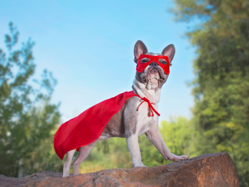 Picture of frenchie in a superhero cape 