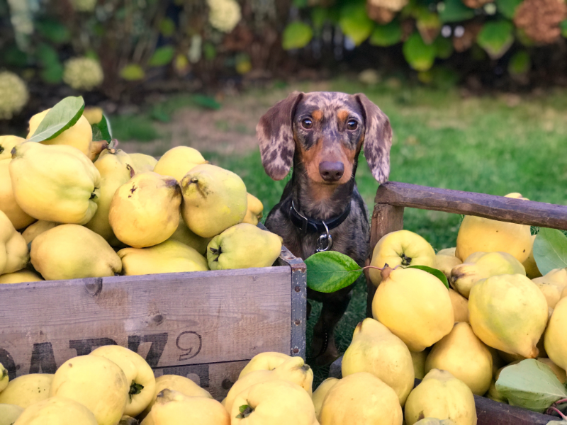 Picture of a dog surrounded by fruit 