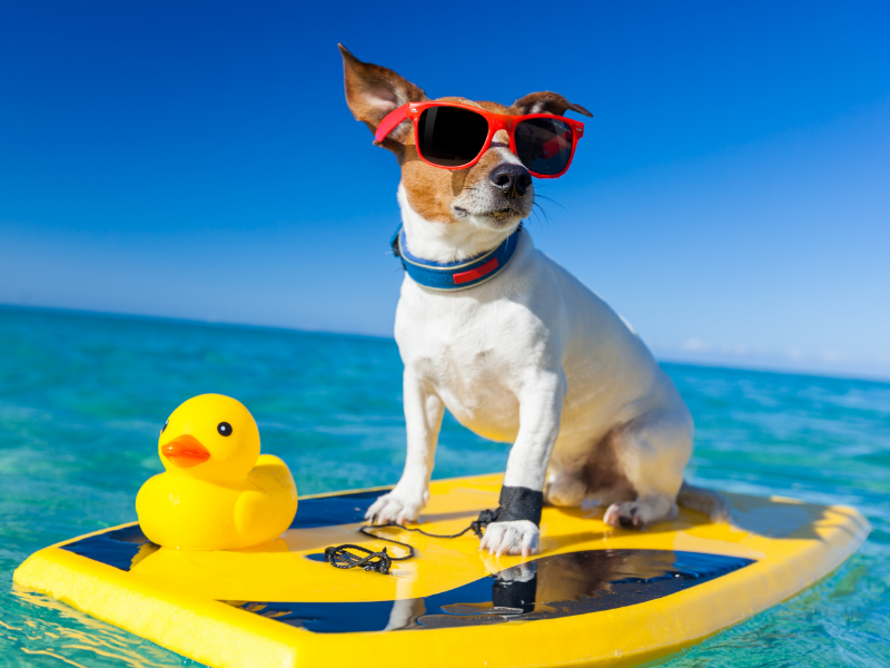 Picture of dog on paddleboard in summertime