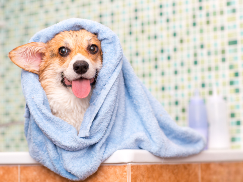 Picture of Corgi Wrapped in towel after bath