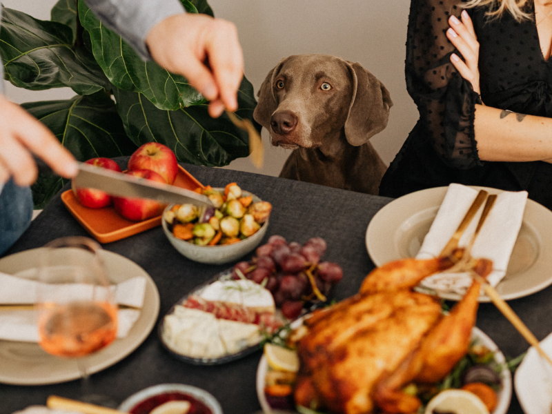 Dog looking at thanksgiving dinner