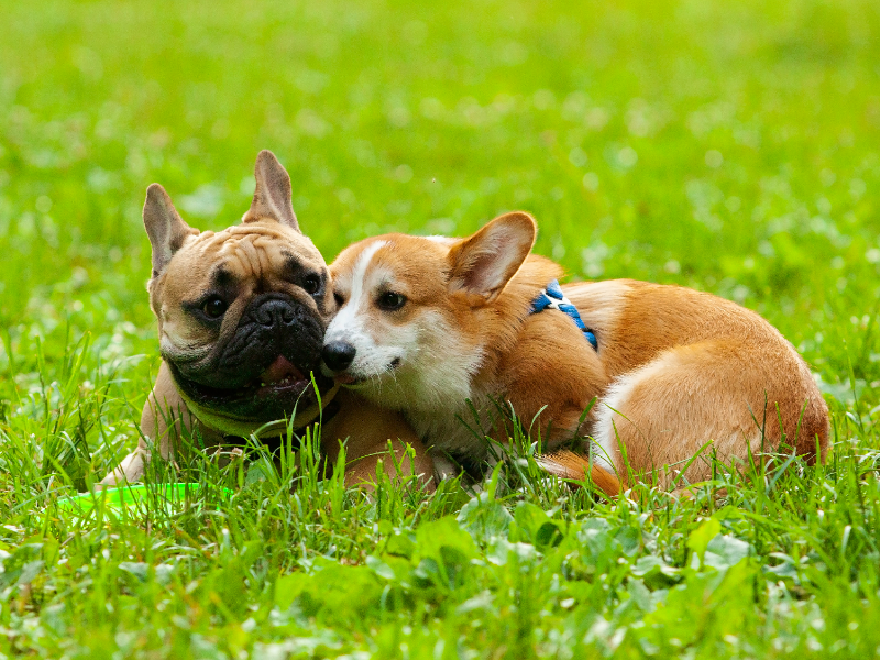 Picture of corgi and bulldog cuddling in grass