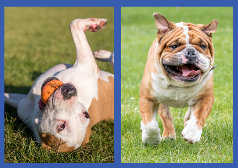 Picture of bulldogs playing in grass
