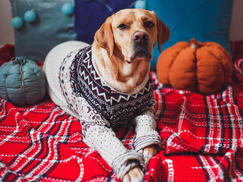 Dog in winter sweater lying on blankets