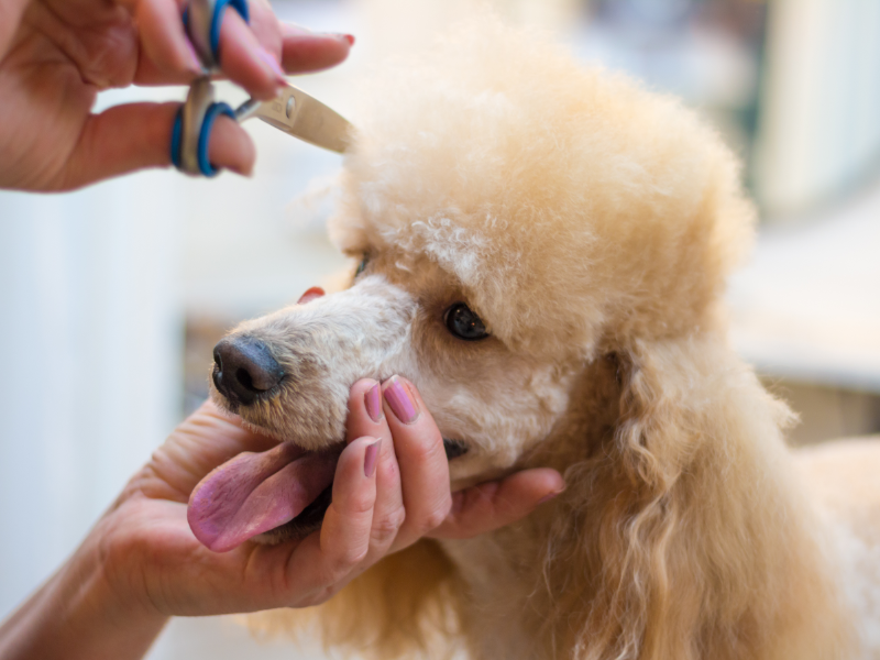 Poodle being groomed
