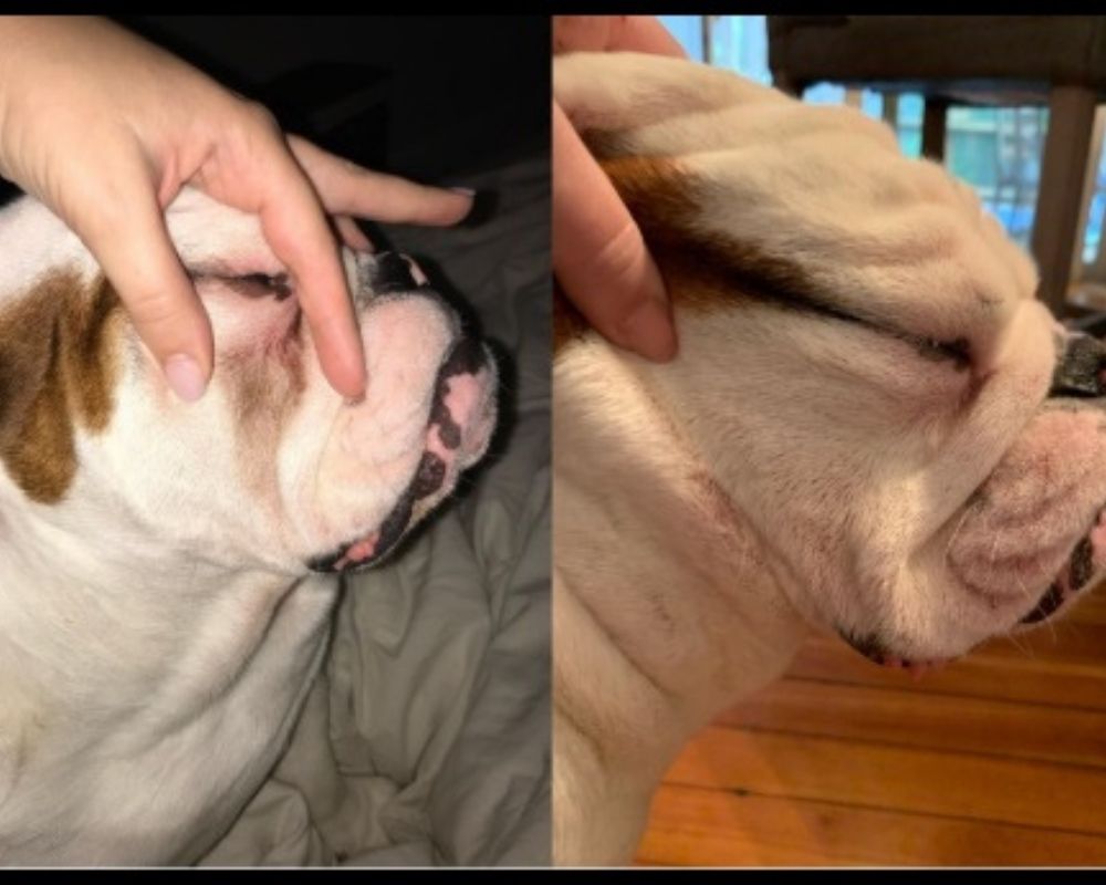 Squishface English Bulldog tear stain paste