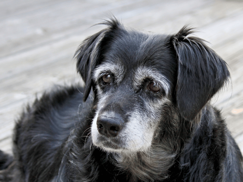 picture of a grey senior dog