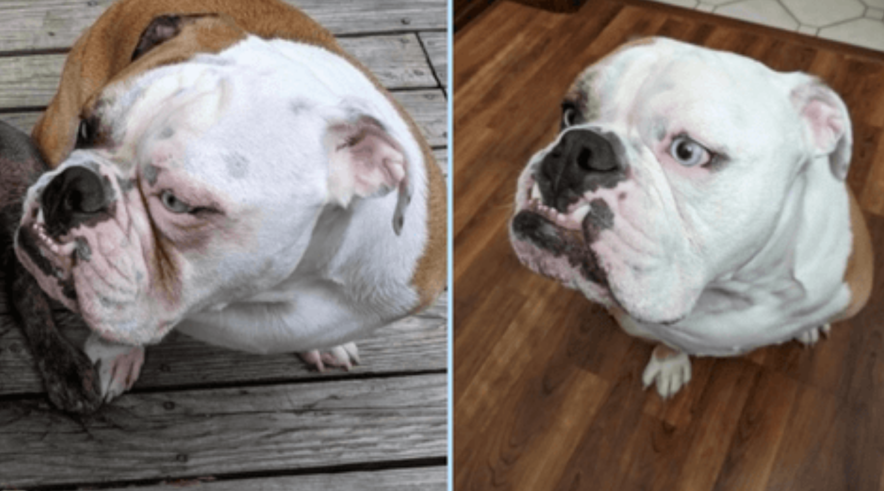 How to Clean Dog Eye Boogers – Squishface