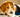 picture of a beagle dog biting their paws