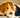 picture of a beagle dog biting their paws