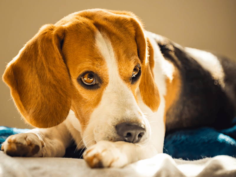 picture of a beagle dog biting their paws