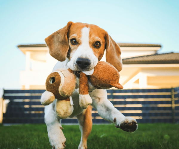 picture of a beagle dog playing outside