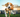 Dog playing fetch in the park