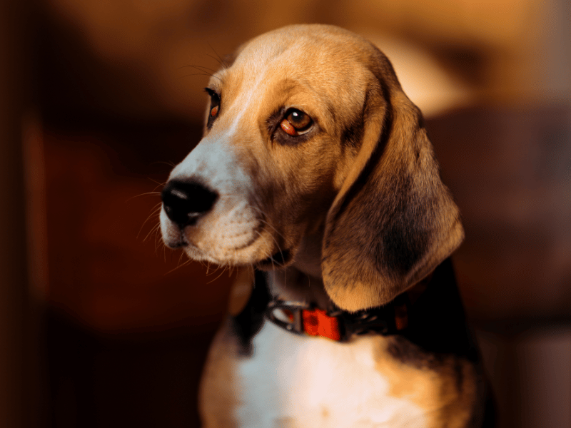 picture of a beagle dog with cherry eye