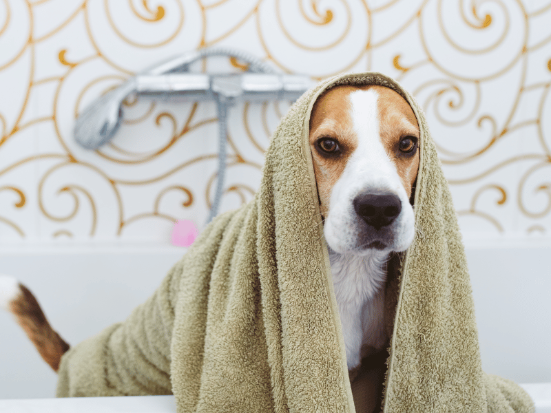 beagle taking a bath