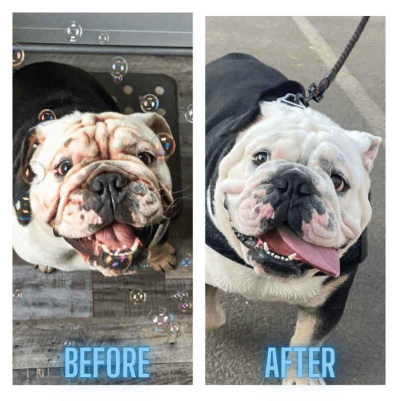 Squishface English bulldog before and after picture 
