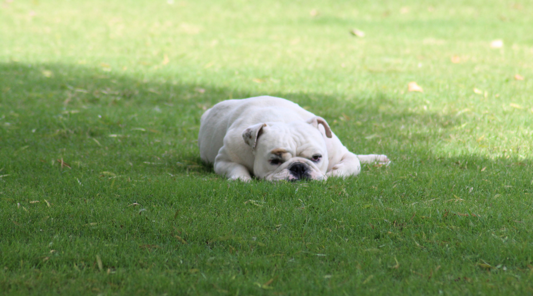 Bulldog lying sad in grass