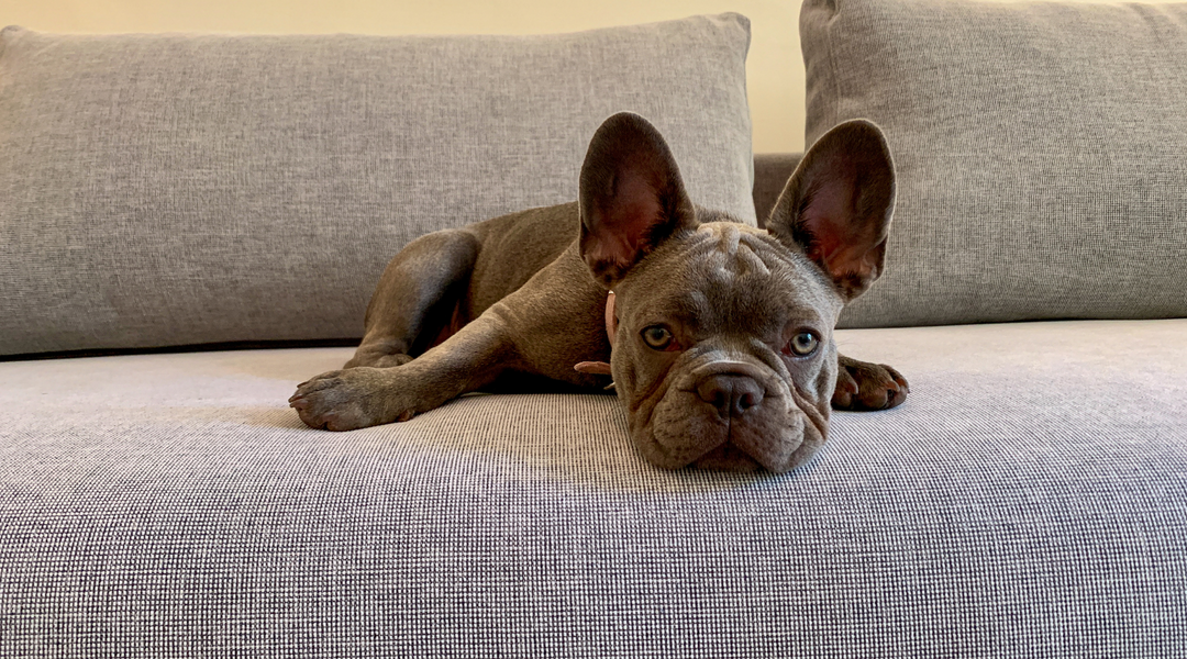 Frenchie lying down on couch
