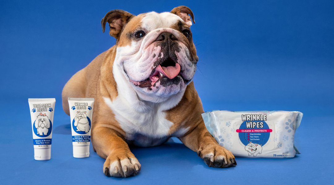 English bulldog with Squishface products