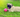 Pug lying on grass with dog toy
