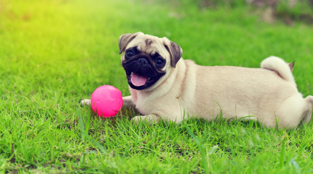 Pug lying on grass with dog toy