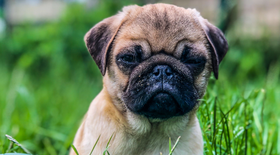 Pug standing in grass