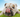 English bulldog lying in grass posing