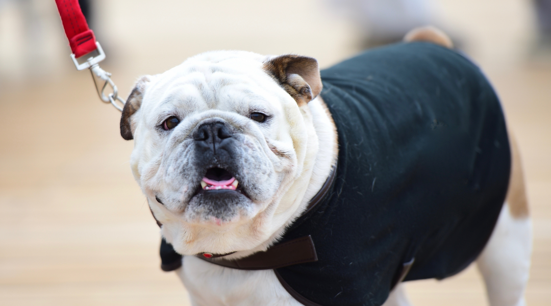 English bulldog with jacket