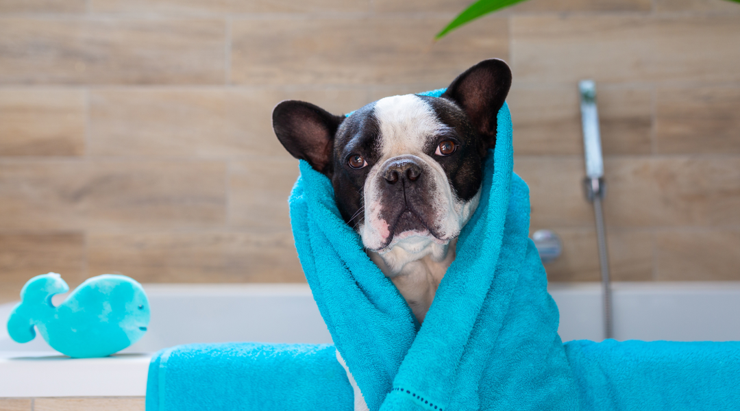 Frenchie in blanket after bath