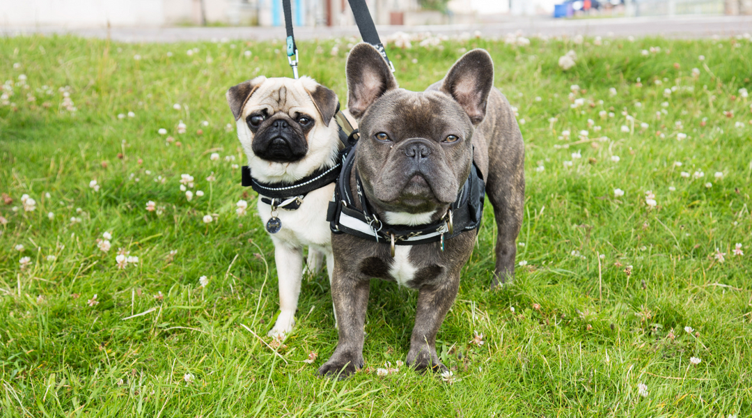 Frenchie and pug standing in grass