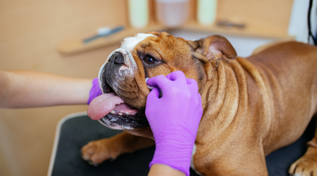 English bulldog getting face cleaned
