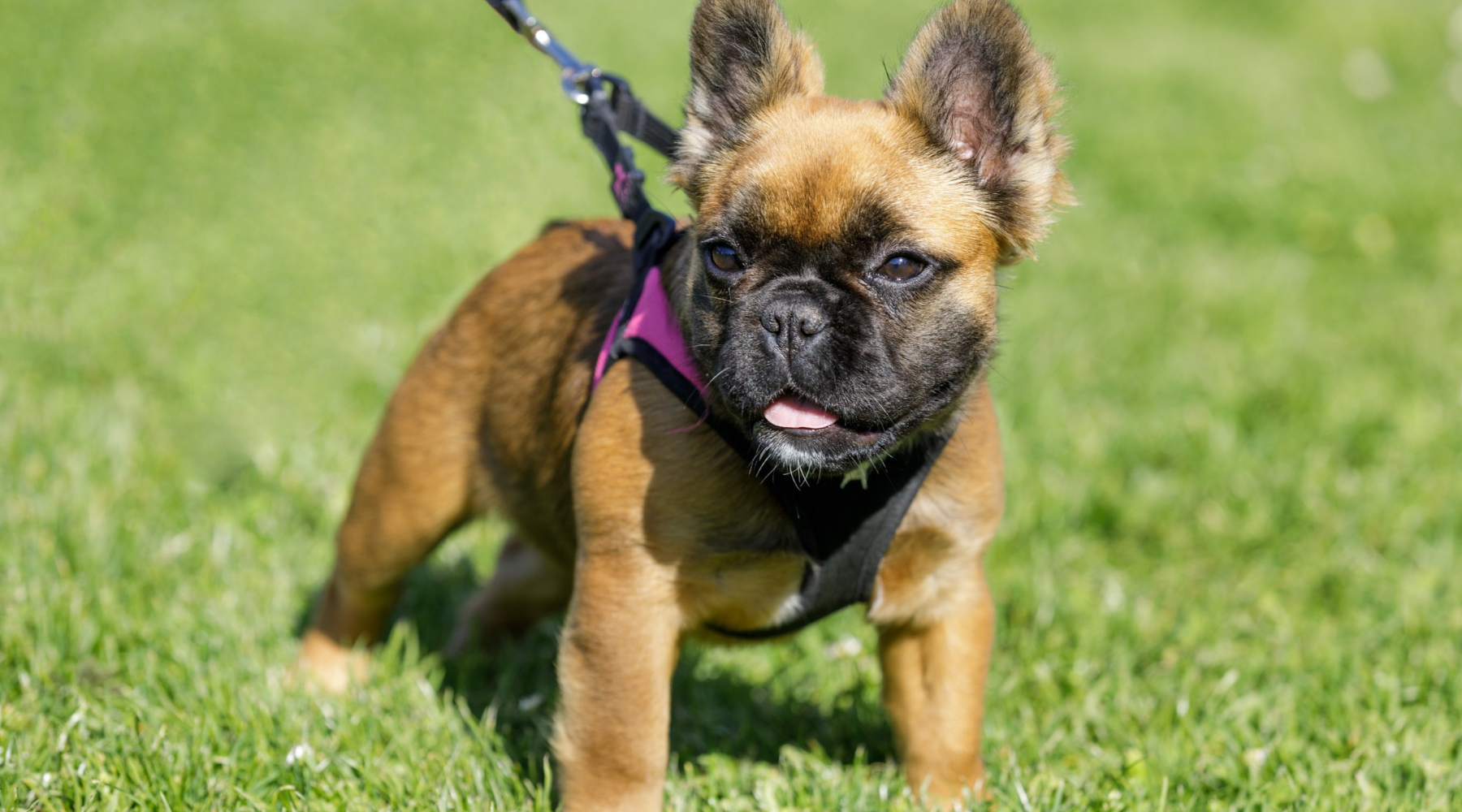 Frenchie Regular Have you Ever Seen a Fluffy Frenchie Before? – Squishface