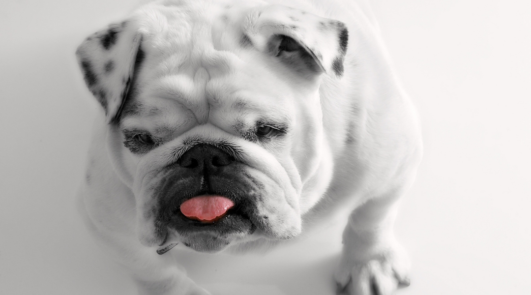 English bulldog with tongue out