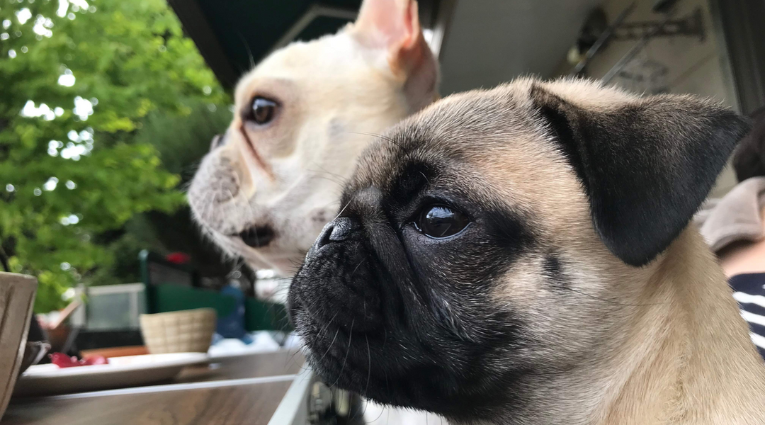 Wrinkly dogs looking in distance