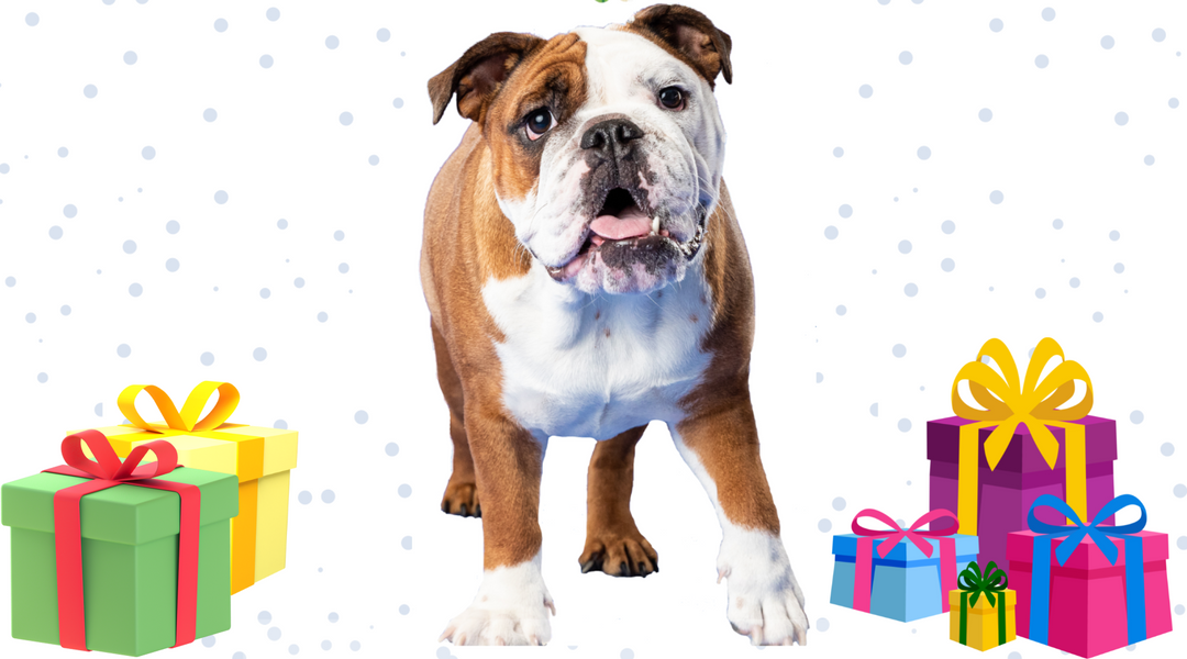 Our Holiday Dog Gift Guide is Here!