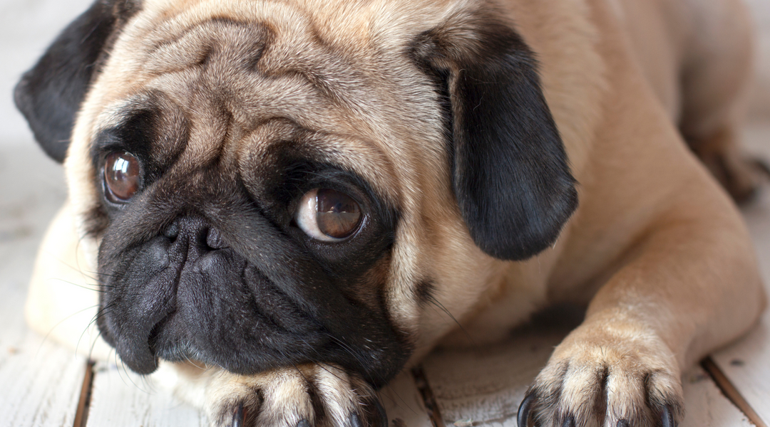 Pug sad on ground