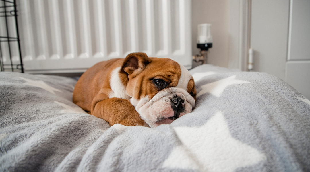 English bulldog cuddling in bed