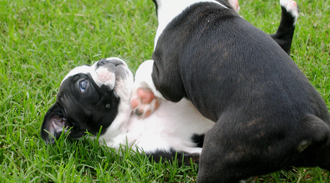 Boston Terrier playing in grass