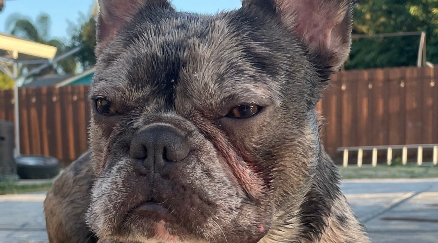 Why Are My Dog's Eyes Watery? – Squishface