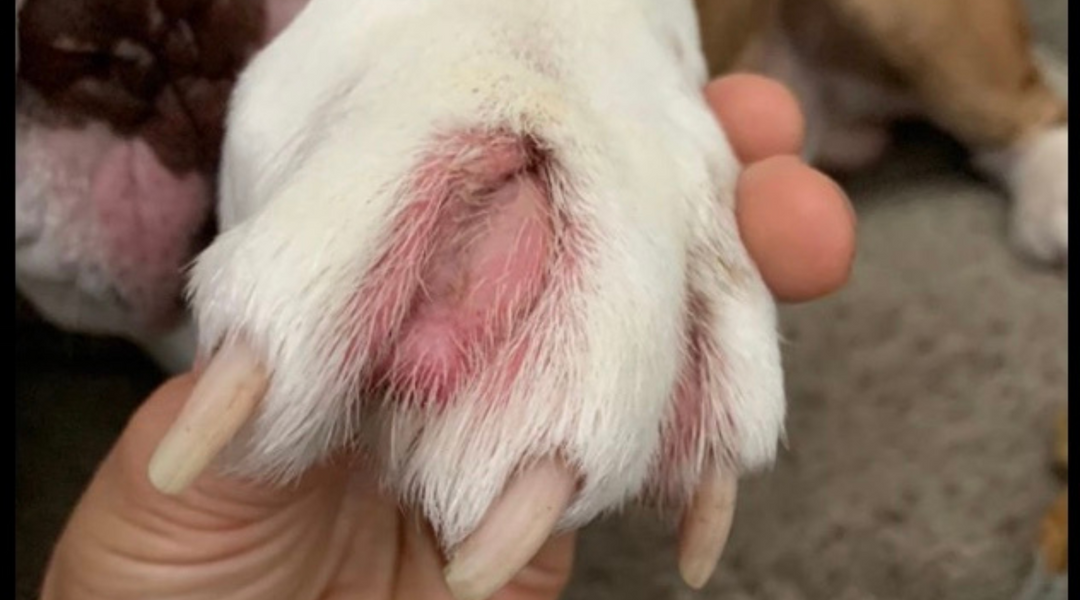 Dog with cyst on paws