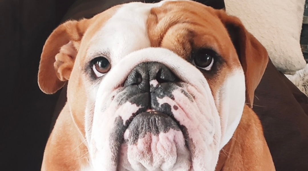 Bulldog portrait 