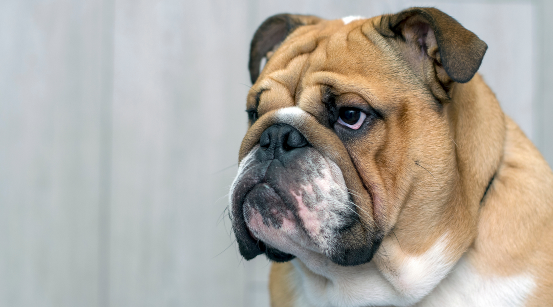 English Bulldog