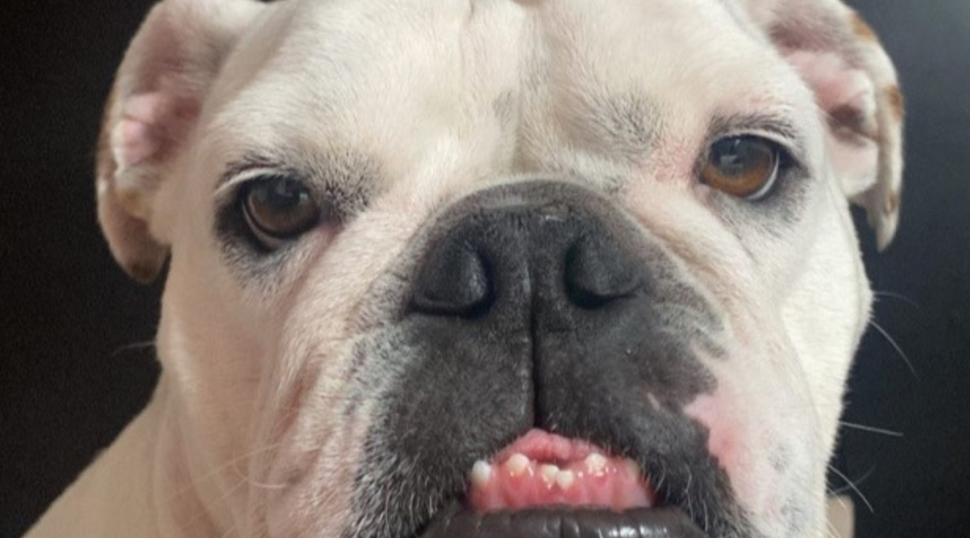 Bulldog face up close