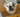 Bulldog in costume