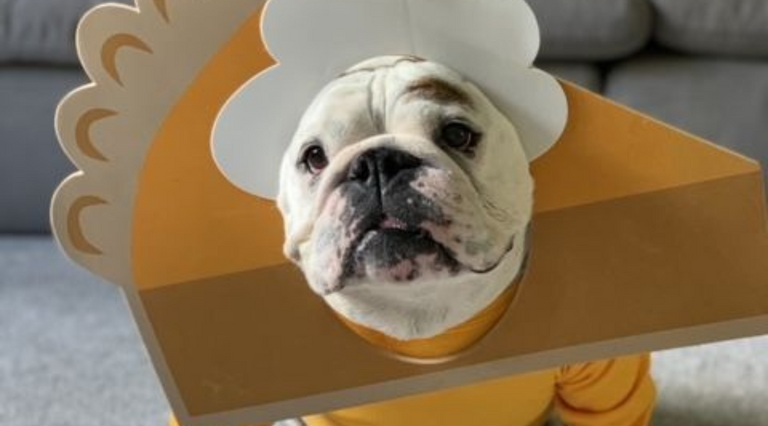 Bulldog in costume