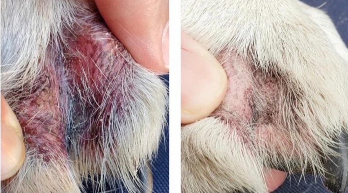 Pododermatitis in Wrinkly Dogs – Squishface