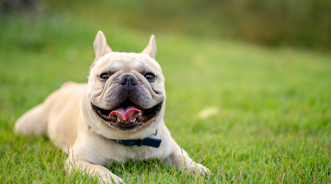 Bulldog lying in grass
