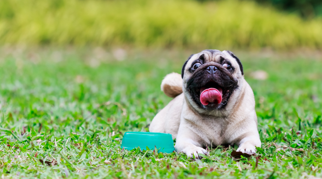 Pug lying in grass
